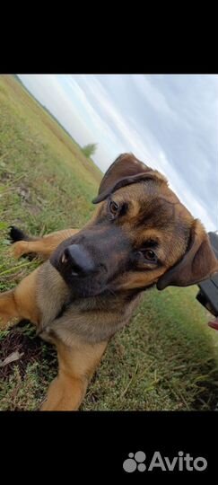 Щенок стаффа в добрые руки