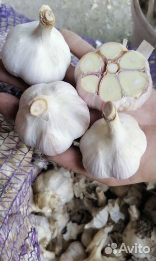 Чеснок любаша