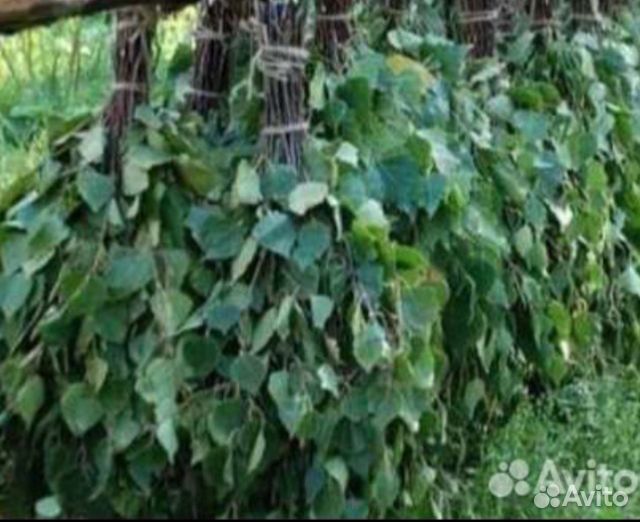 Березовые веники