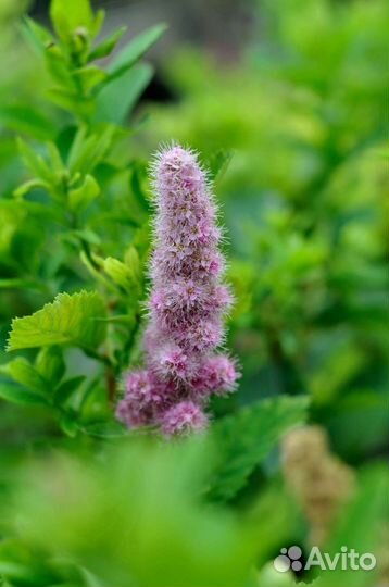 Объектив nikon 50mm f 1.4д