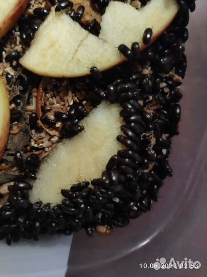 Жук знахарь