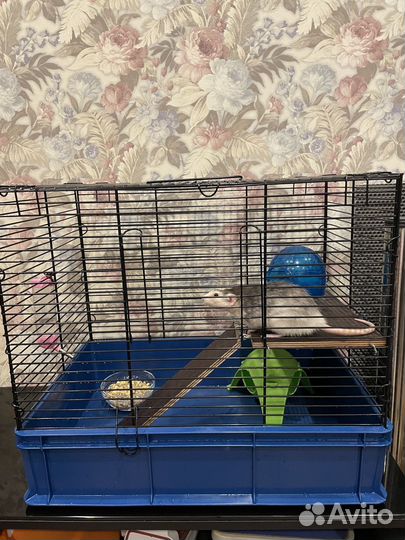 Отдам крысу с клеткой