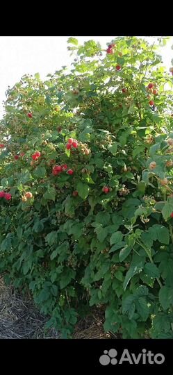 Малина ягоды свежие