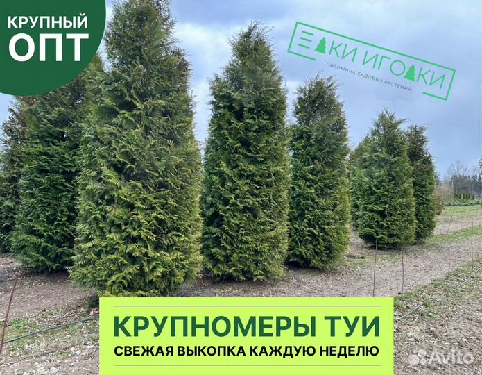 Туя Брабант 5 м Крыпномеры