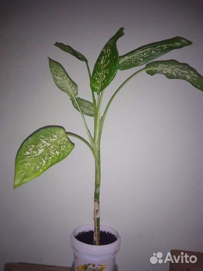 Диффенбахия