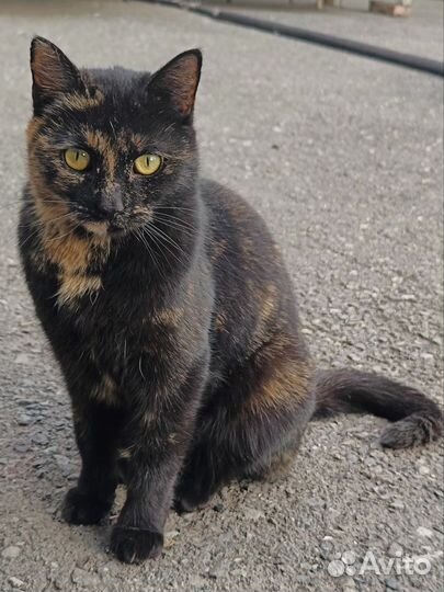Кошка