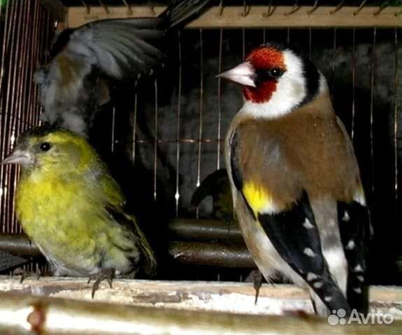 Птички певчие