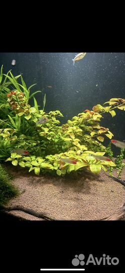 Аквариум с тумбой
