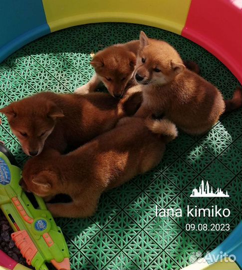 Щенки сиба шиба ину