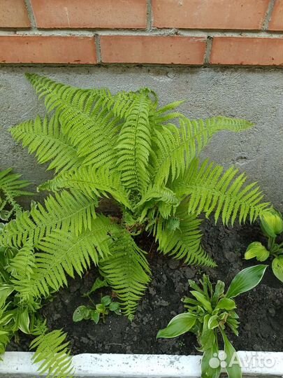 Многолетние растения,флоксы,хосты, папоротник