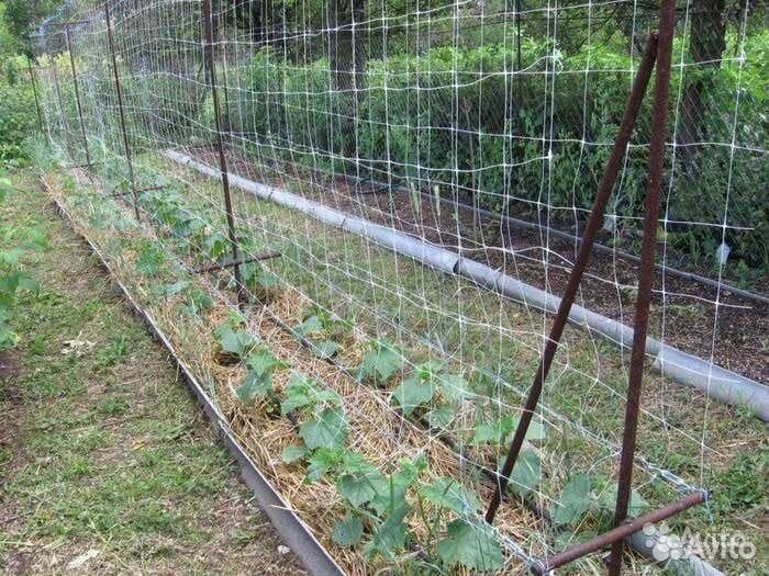 Шпалерная сетка огуречная