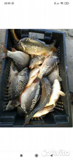 Речная рыба