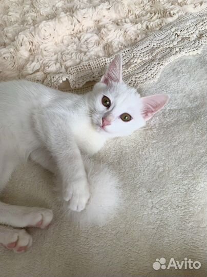 Фенотип турецкой ангоры. Девочка