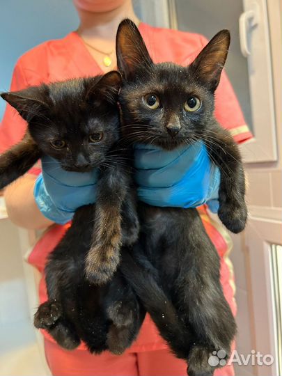 Черно-шоколадные котята в дар