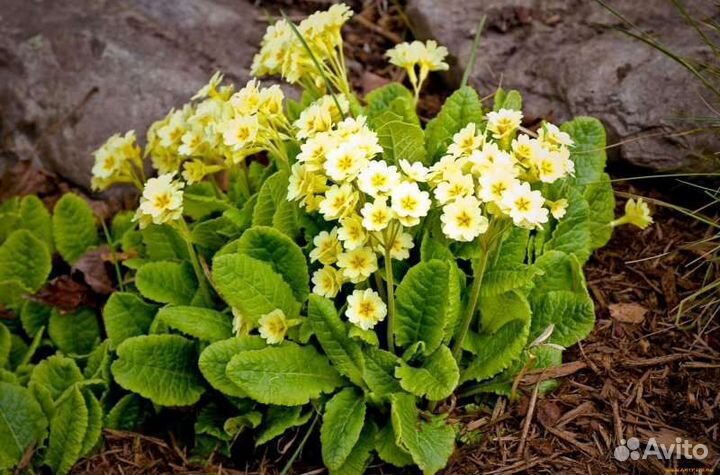 Примула (первоцвет)