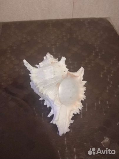 Ракушка Chicoreus ramosus