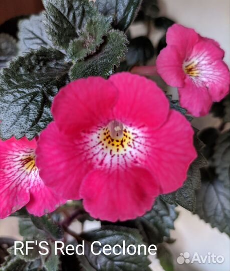 Комнатные цветы. Ризомы ахименесов