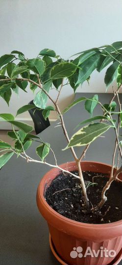 Фикус бенджамина пестролистный