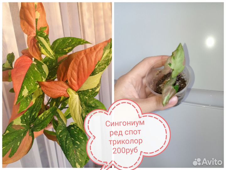 Комнатные растения разные