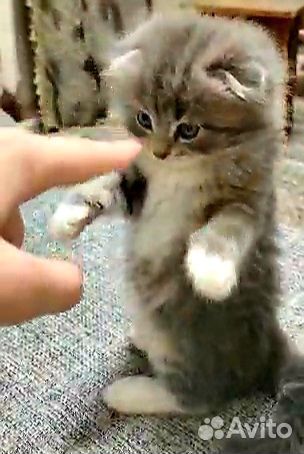 Котик вислоухий