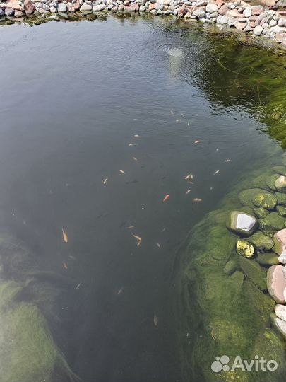 Продаются рыбки карп-кои