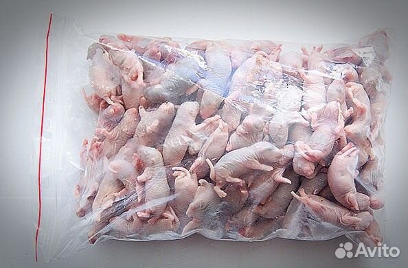 Сверчки зофобас мучник