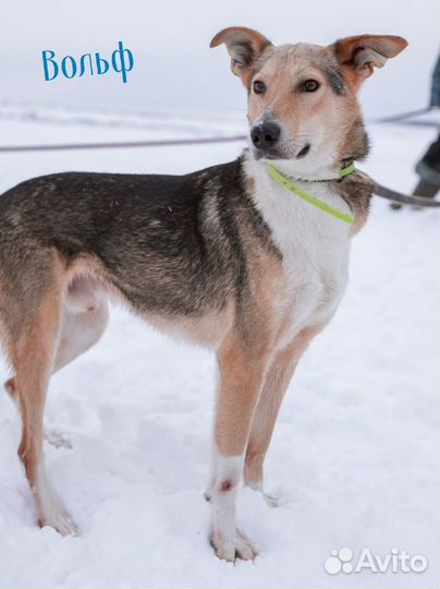 Собачки из приюта ждут вас