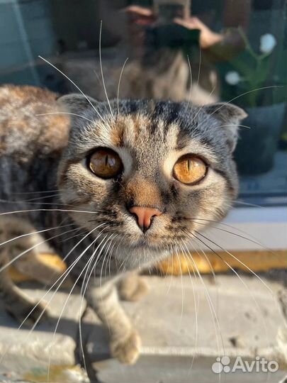 Кошка в дар бесплатно