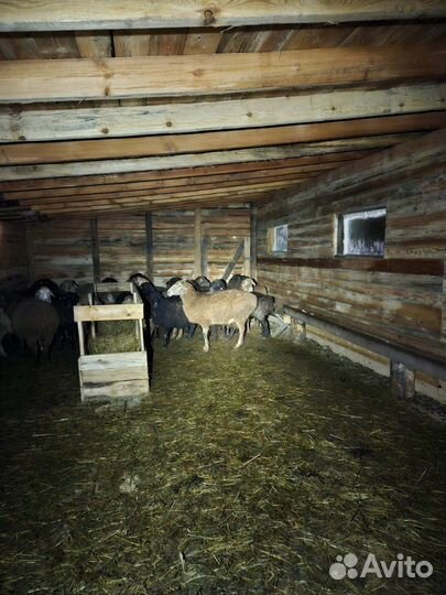 Овцы бараны ягнята