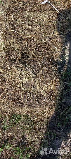 Сена люцерна