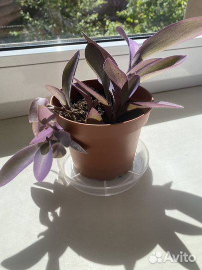 Цветы комнатные(Сеткреазия пурпурная)