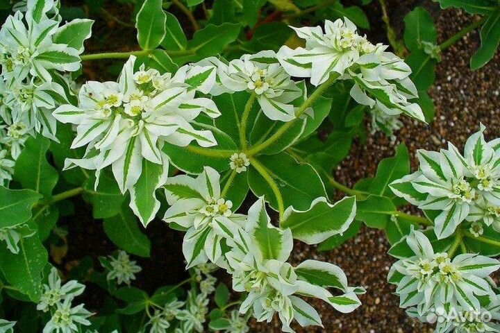 Молочай многоцветковый