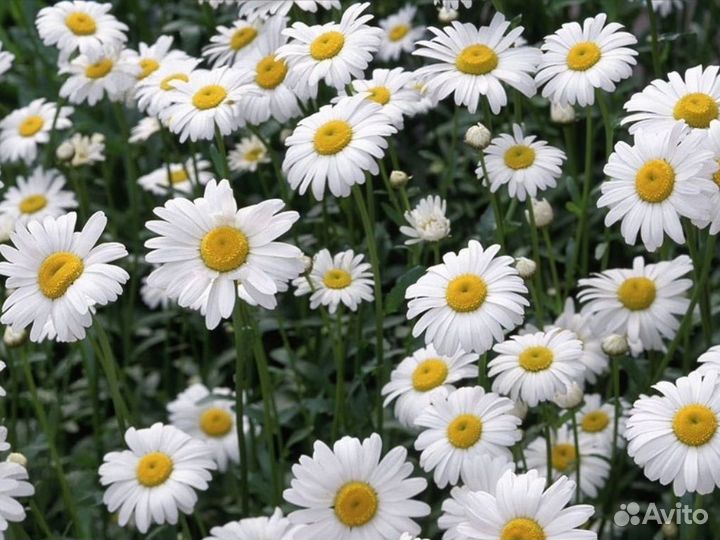 Многолетники