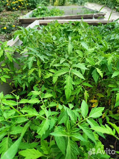 Рассада помидор преимущественно крупные сорта