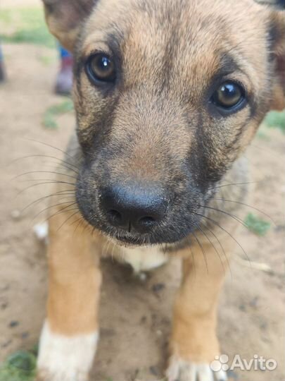 Щенок девочка