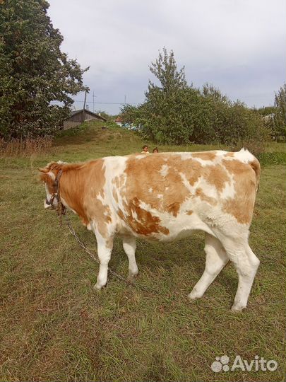 Телка и бык