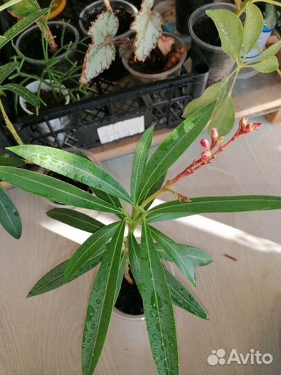 Олеандр махровый