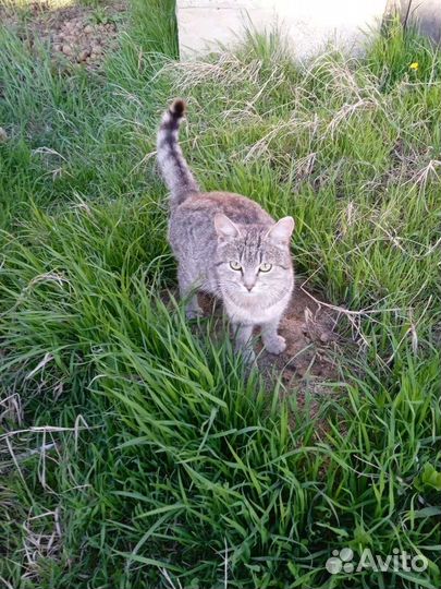 Кошечка ищет хозяина