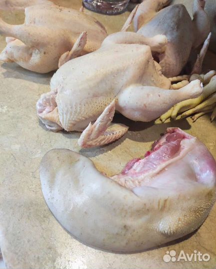 Мясо домашних уток,гусей,кур