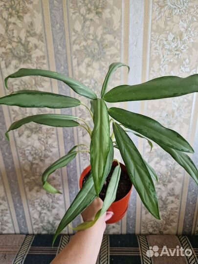 Аглаонема белое копье