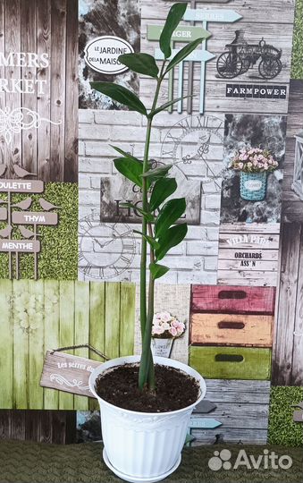 Замиокулькас