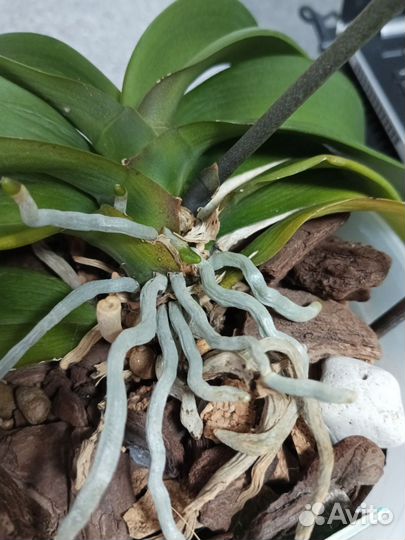 Орхидея сортовая