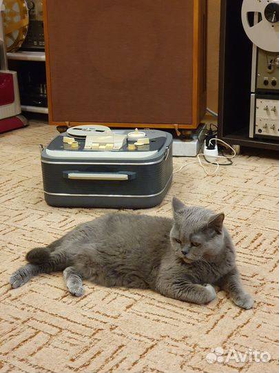 Отдадим кошку