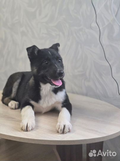 Щенок в добрые руки бесплатно