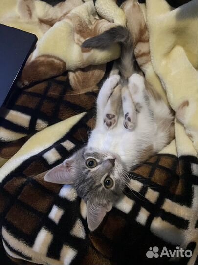 Кошка в дар бесплатно
