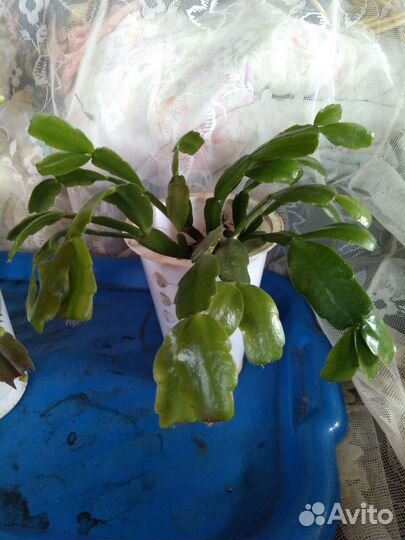 Декабристы