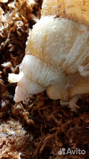 Улитки ахатины