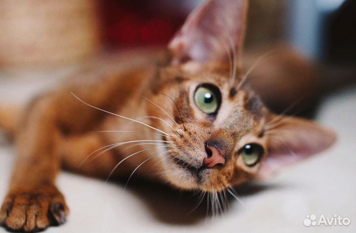 Котята 7 мес