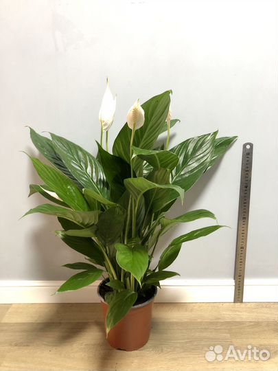 Спатифиллум