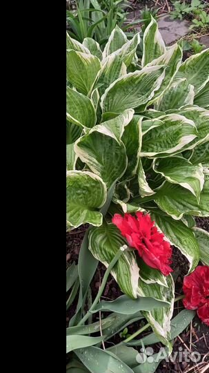 Хоста в ассортименте